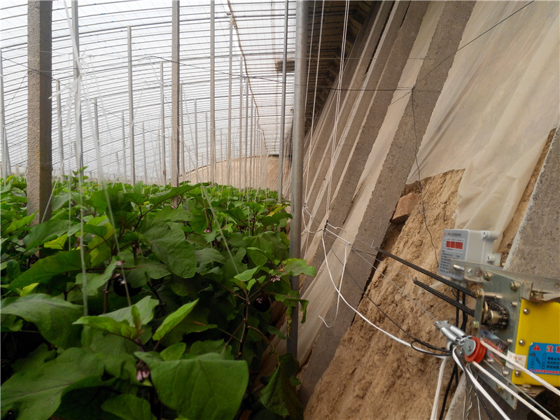 茄子种植大棚—菜神智能放风机的应用